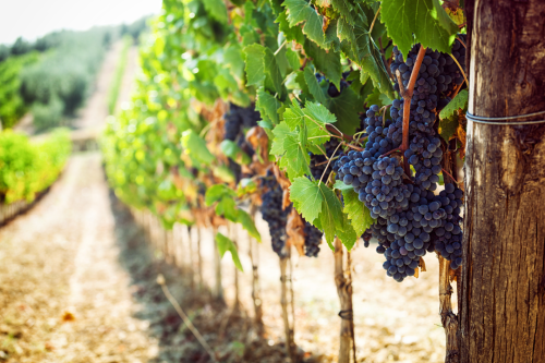 Plastic Storage Solutions for Vineyards: Sustainability, Efficiency, and Quality Preservation